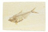 Detailed Fossil Fish (Diplomystus) - Wyoming #373760-1